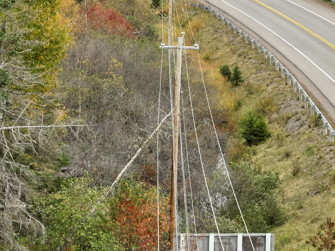 Hazard tree · line encroachment